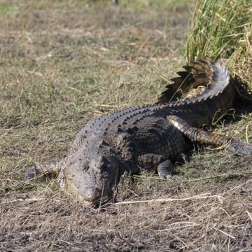 Botswana-and-Victoria-Falls-15