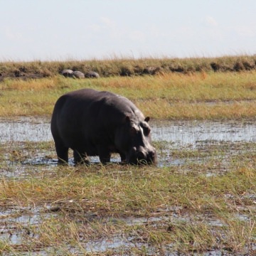 Botswana-and-Victoria-Falls-26