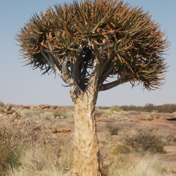Kgalagadi-Transfrontier-Park-1