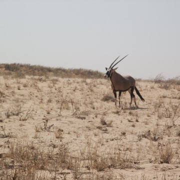 Kgalagadi-Transfrontier-Park-4