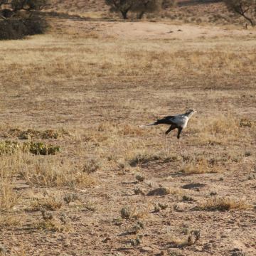 Kgalagadi-Transfrontier-Park-5