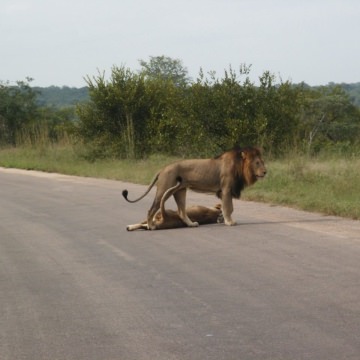 Kgalagadi-Transfrontier-Park-6