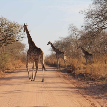 Kruger-Park-Tours-4