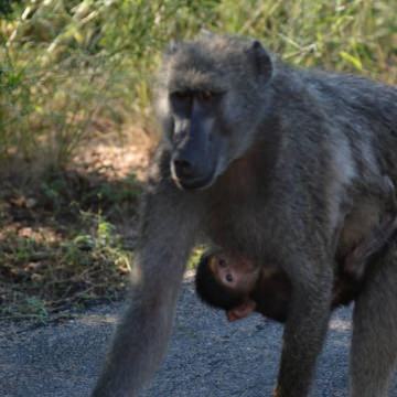 Kruger-Park-Tours-7