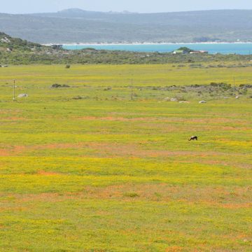 Namaqua-Wescoast-Tours-2