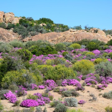 Namaqua-Wescoast-Tours-3