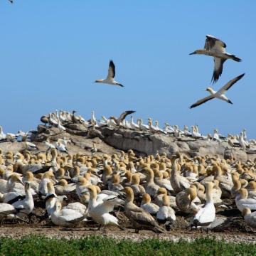 Namaqua-Wescoast-Tours-5