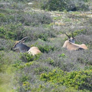 Namaqua-Wescoast-Tours-7
