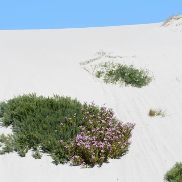 Namaqua-Wescoast-Tours-9